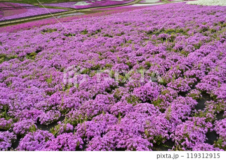 秩父羊山公園の花咲く芝桜の丘 秩父羊山公園の花咲く芝桜の丘 119312915