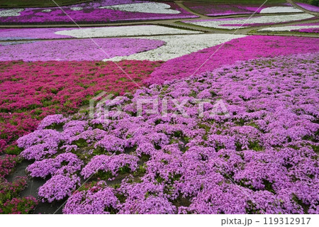 秩父羊山公園の花咲く芝桜の丘 秩父羊山公園の花咲く芝桜の丘 119312917