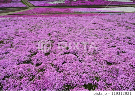 秩父羊山公園の花咲く芝桜の丘 119312921