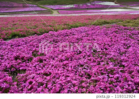 秩父羊山公園の花咲く芝桜の丘 119312924