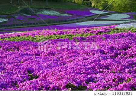 秩父羊山公園の花咲く芝桜の丘 119312925