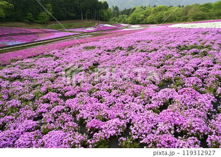 秩父羊山公園の花咲く芝桜の丘 秩父羊山公園の花咲く芝桜の丘 119312927