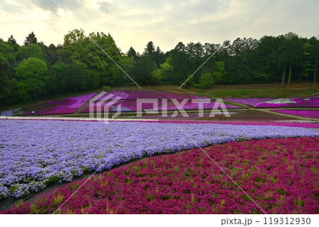 秩父羊山公園の花咲く芝桜の丘 119312930