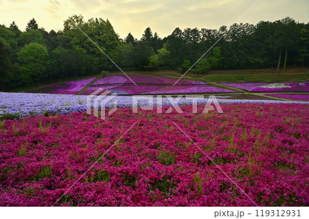 秩父羊山公園の花咲く芝桜の丘 119312931