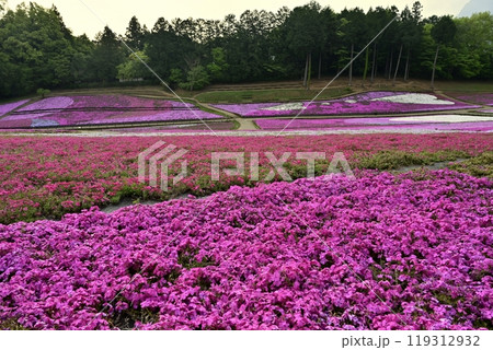 秩父羊山公園の花咲く芝桜の丘 秩父羊山公園の花咲く芝桜の丘 119312932