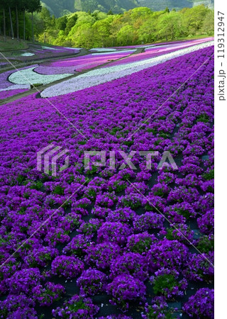 秩父羊山公園の花咲く芝桜の丘 秩父羊山公園の花咲く芝桜の丘 119312947