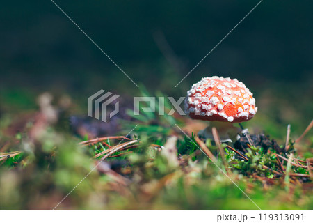 Young Amanita Muscaria, Known as the Fly Agaric or Fly Amanita 119313091