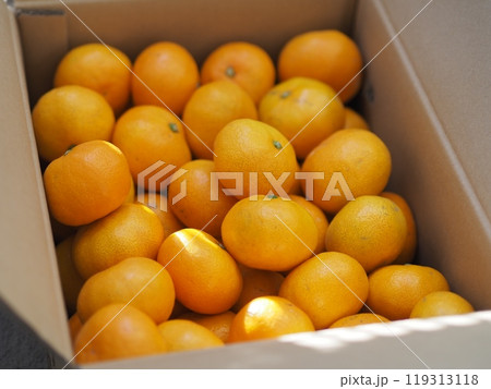 箱にぎっしり入ったみかん 箱にぎっしり入ったみかん 119313118