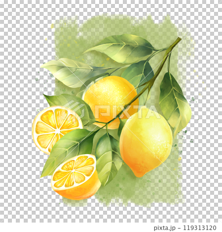 Lemons with leaves, isolated on white background. Hand drawn illustration Lemons with leaves, isolated on white background. Hand drawn illustration 119313120