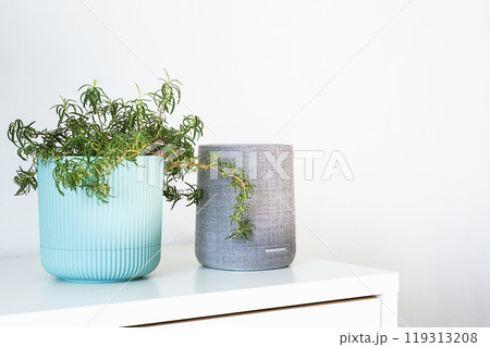 Smart speaker and houseplant in white home setting. Contemporary living concepts. Smart speaker and houseplant in white home setting. Contemporary living concepts. 119313208