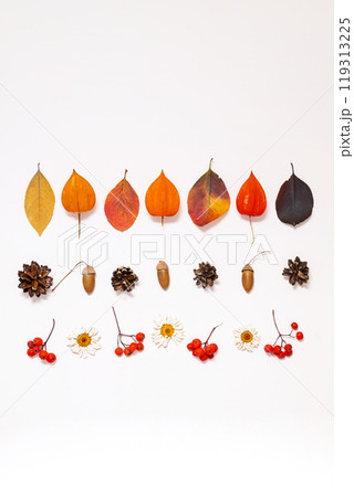Flat lay of autumn colored leaves and natural elements on white background. Flat lay of autumn colored leaves and natural elements on white background. 119313225