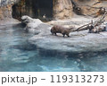 遊ぶカワウソ 119313273