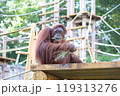 草を食べるオラウータン 119313276