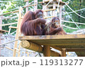 草を食べる2匹のオラウータン 119313277