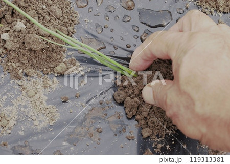 タマネギ定植 119313381