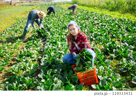 Female gardener harvesting green spinach on farm field Female gardener harvesting green spinach on farm field 119313431