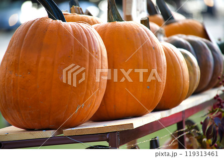 Large orange pumpkins are beautifully lined up on a rustic table under sunlight Large orange pumpkins are beautifully lined up on a rustic table under sunlight 119313461