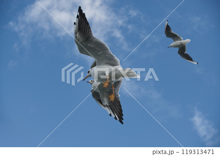 Majestic seagulls soaring against a vibrant blue sky with scattered clouds 119313471