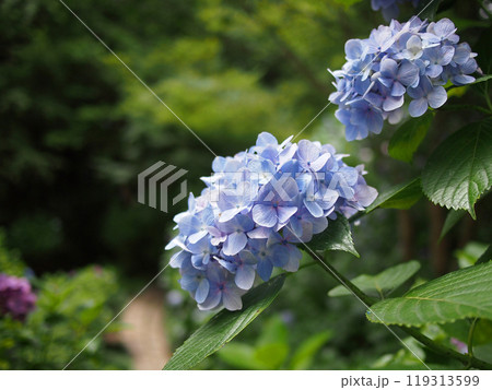 矢田寺の紫陽花 119313599