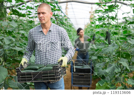 Woman and men picking cucumbers 119313606