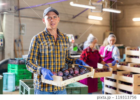 Farmer standing with boxe full of plums at warehouse 119313756
