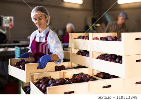 Woman holding crate with plums at warehouse 119313849