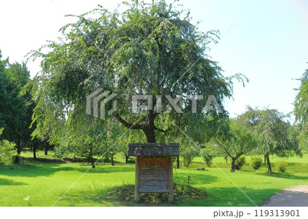 根城 東善寺館の実のなる木 119313901