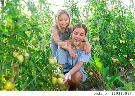 Teenage daughter helps mom look after tomato sprouts in garden 119313917