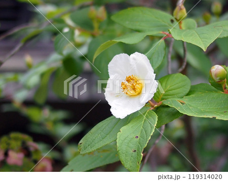 沙羅双樹の花 119314020
