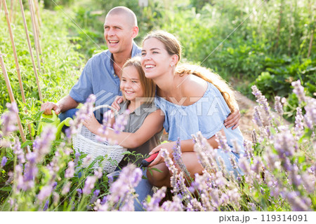 Family beside lavender shrub 119314091