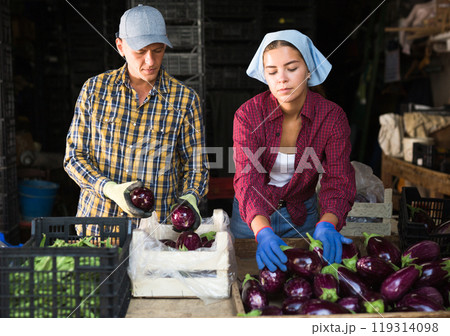 Couple of young smallholder farmers sorting freshly picked eggplants Couple of young smallholder farmers sorting freshly picked eggplants 119314098
