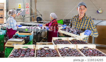 Two women and one man working in plum warehouse Two women and one man working in plum warehouse 119314205