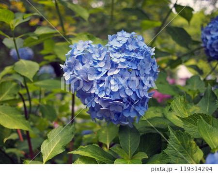 矢田寺　ハートの紫陽花 119314294