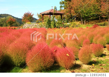 ゆにガーデン　コキアの森 119314331