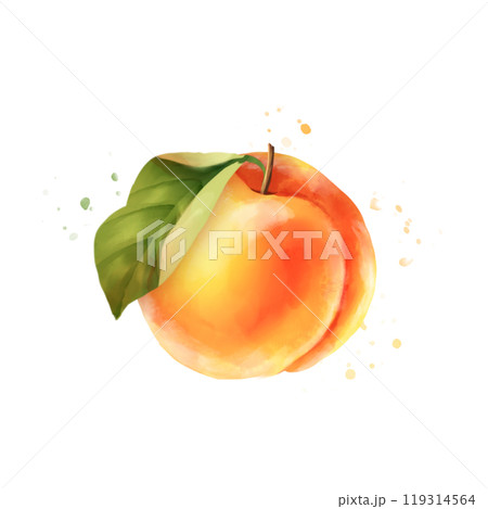 Hand drawn illustration of peach. Isolated on white 119314564