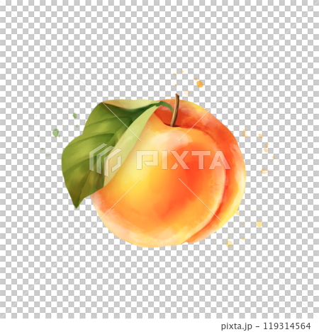 Hand drawn illustration of peach. Isolated on white 119314564