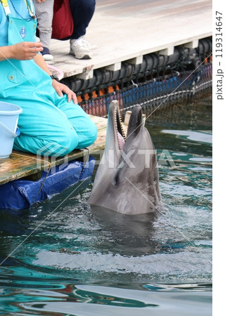 熊本 天草 水族館 海中水族館シードーナツ 熊本 天草 水族館 海中水族館シードーナツ 119314647