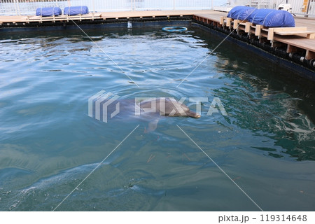 熊本　天草　水族館　海中水族館シードーナツ 119314648