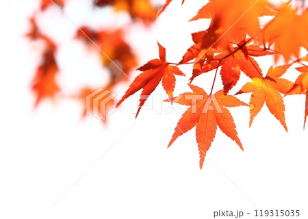 色鮮やかなカエデの紅葉のクローズアップ 【白背景】 【空背景】 119315035