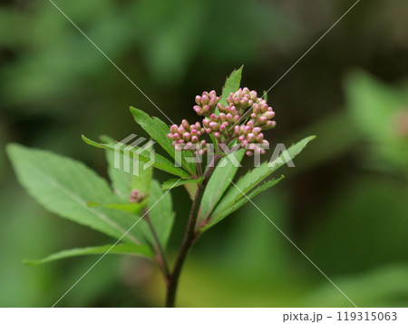 フジバカマのつぼみ 119315063