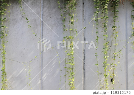 コンクリート壁と垂れ下がる蔓 119315176