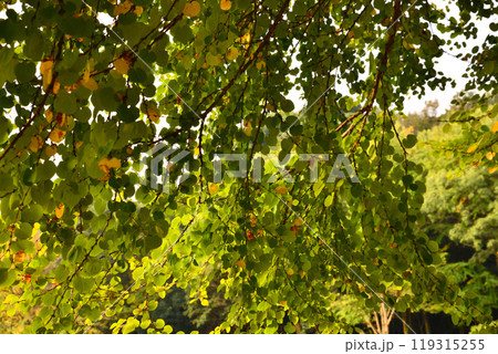 初秋の色づき始め　樹木の枝葉　大池湖畔　城山公園　桶川市　　 119315255