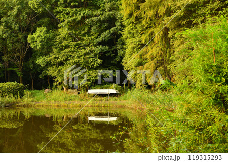 初秋の色づき始め　大池湖畔　城山公園　桶川市　　 119315293