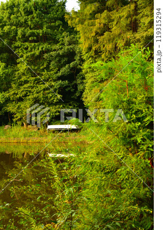 初秋の色づき始め　大池湖畔　城山公園　桶川市　　 119315294