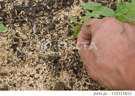 ダイコンの間引き 二回目 ダイコンの間引き 二回目 119315655