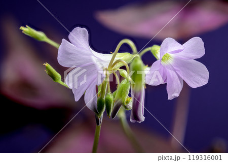 Blooming false shamrock on a purple background Blooming false shamrock on a purple background 119316001