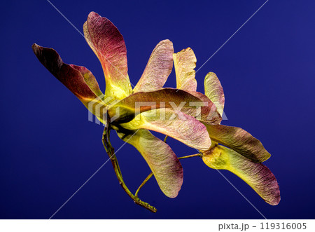 Maple seeds on a blue background Maple seeds on a blue background 119316005