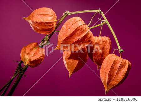 Physalis on a pink background Physalis on a pink background 119316006