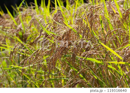 古代米の品種である赤米の稲穂 古代米の品種である赤米の稲穂 119316640
