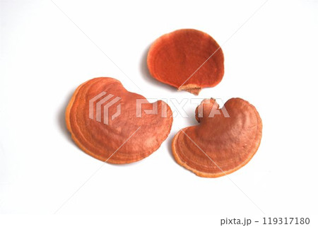 鮮やかな朱色のキノコ 119317180